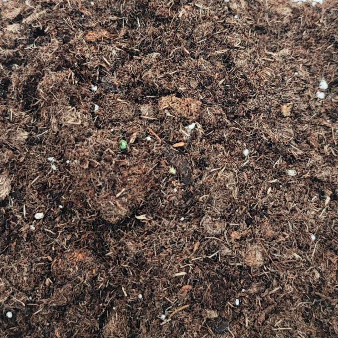 Terriccio per terrarium - Nootje store