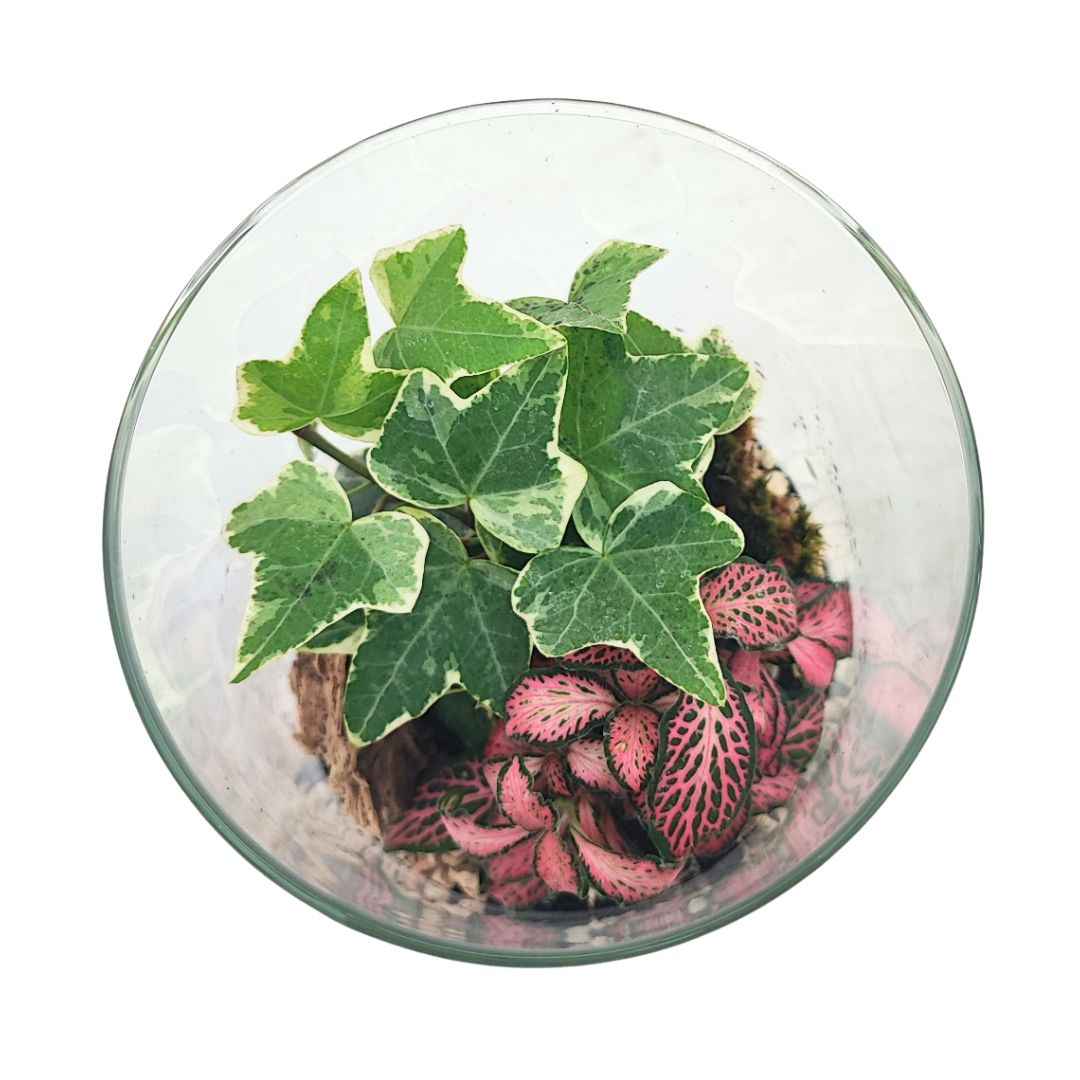 Terrarium chloe con piante verdi